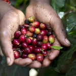 CMA Clears Kirinyaga Slopes For Coffee Brokerage