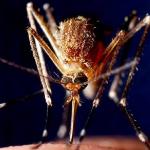 Zambia Will End Malaria If All Partners Pitch In