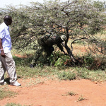 Are Ranches, Conservancies Fuelling Banditry, Cattle Rustling?
