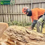 Safe Tree Care in Melbourne: From Pruning to Professional Removal