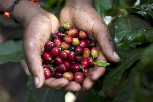 CMA Clears Kirinyaga Slopes For Coffee Brokerage