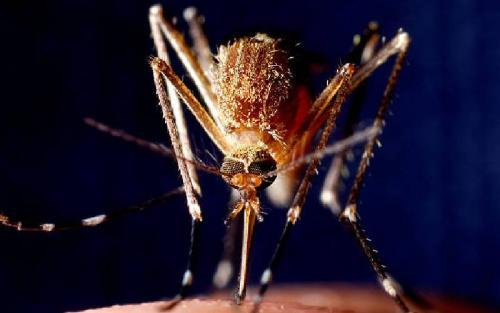 Zambia Will End Malaria If All Partners Pitch In