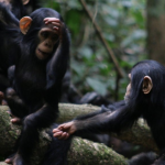 Signs Used By Apes Understood By Humans