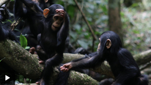 Signs Used By Apes Understood By Humans