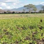 Migori Farmers Urged To Use Organic Fertilizers