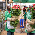 EU Recession Unlikely To Hurt Flower Exports - Officials