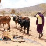 2.6m Livestock Deaths Reported Due To Prolonged Drought - NDMA