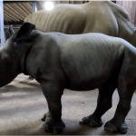 Namibia Reports Record Level Of Rhino Poaching