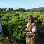 Scent Of Luxury: India’s Jasmine Infuses Global Perfume