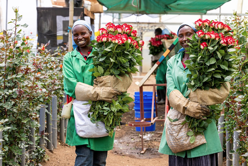 EU Recession Unlikely To Hurt Flower Exports - Officials
