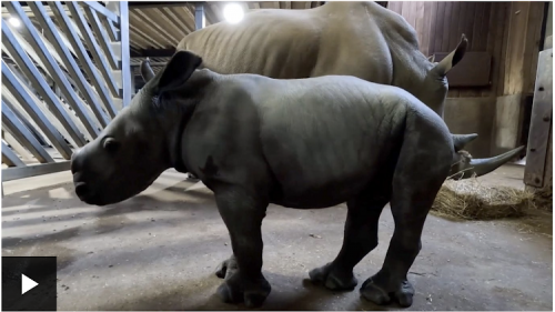 Namibia Reports Record Level Of Rhino Poaching