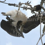 Deathly Shock: Electrocution Threatening Bird Of Prey Numbers