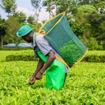Tea Farmers Set To Receive Second Bonus Payments