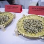 China Starts Regular Importation Of Kenyan Anchovies