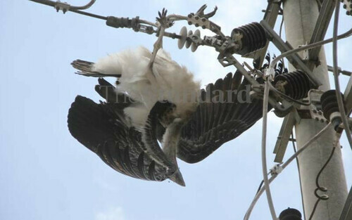 Deathly Shock: Electrocution Threatening Bird Of Prey Numbers