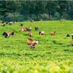 Sexual Exploitation Claims In Kericho Tea Farms True, MPs Told
