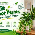Best Indoor Plants for Low-Light Rooms (Easy Care Guide)