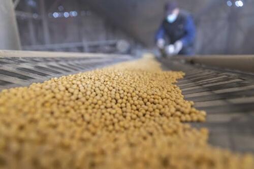 China’s Soybean Imports Up 17.9 Pct In Jan-Aug