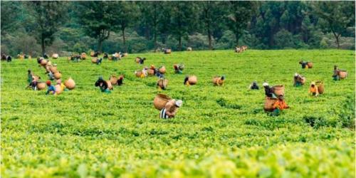 Sexual Exploitation Claims In Kericho Tea Farms True, MPs Told