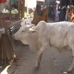 Garissa: Traders And Motorists Up In Arms As Cattle Take Over Stalls And Roads