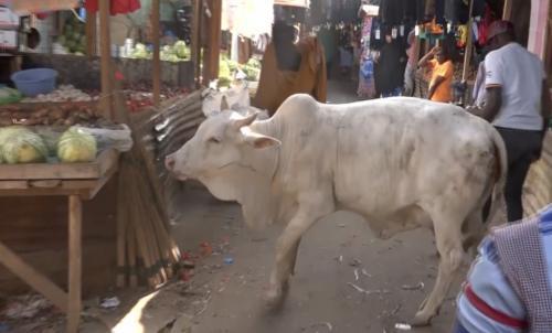Garissa: Traders And Motorists Up In Arms As Cattle Take Over Stalls And Roads