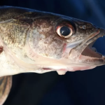 Fisherman Frauds Plead Guilty In Cheating Scandal