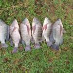Fish Shortage Hits Lake Victoria As Prices Soar