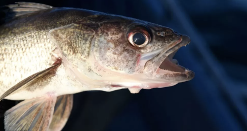 Fisherman Frauds Plead Guilty In Cheating Scandal
