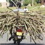 Sugar Levy Makes Comeback In Reforms Targeting Ailing Sector