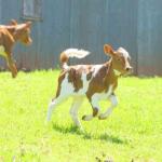 The Delicate Art Of Raising Healthy Dairy Calves.