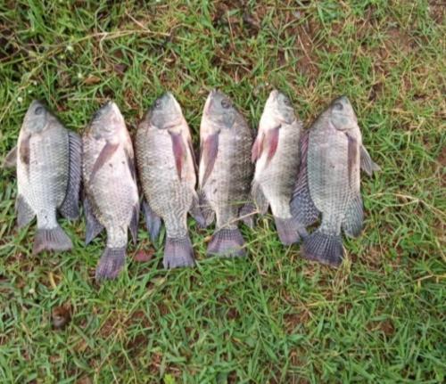Fish Shortage Hits Lake Victoria As Prices Soar
