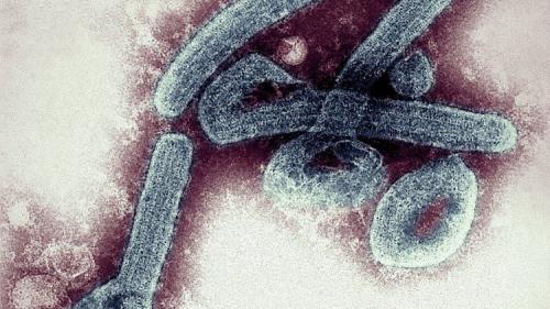 Cameroon Finds Suspected Marburg Cases Near E Guinea