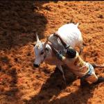 One Dead, Dozens Injured At Bull-Taming Contest In India
