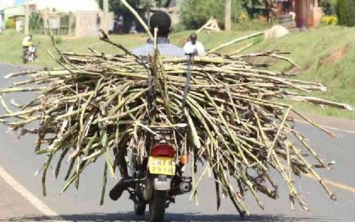 Sugar Levy Makes Comeback In Reforms Targeting Ailing Sector