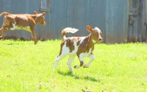 The Delicate Art Of Raising Healthy Dairy Calves.
