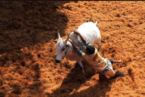 One Dead, Dozens Injured At Bull-Taming Contest In India