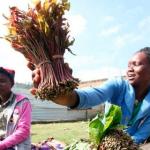 Excitement As Somaliland Cuts Tax On Kenyan Miraa