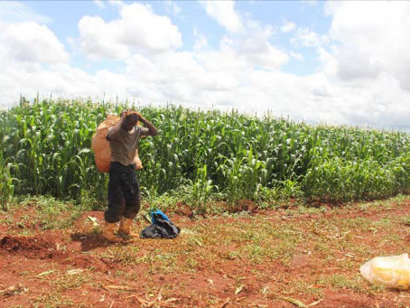 The Rains Are Here, Lets Reimagine Food Production For Growth