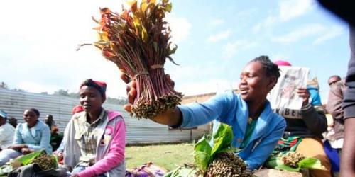 Excitement As Somaliland Cuts Tax On Kenyan Miraa