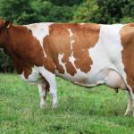 Kakamega To Spend Sh120m On Dairy Smart Farms