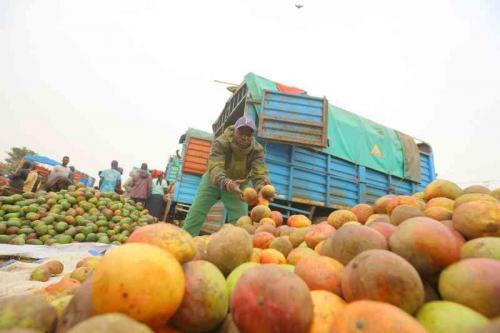 Mango Farmers To Benefit From A New Contract With Two Leading Buyers