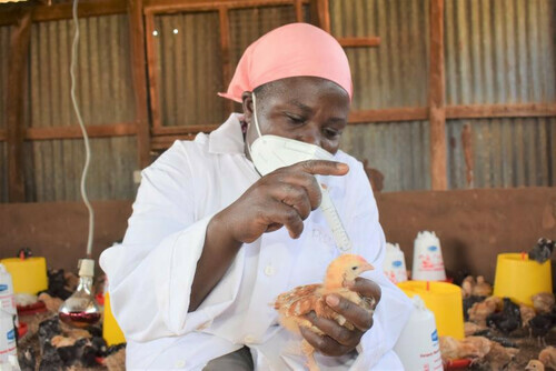 Six Tips For Chicken Vaccination To Work