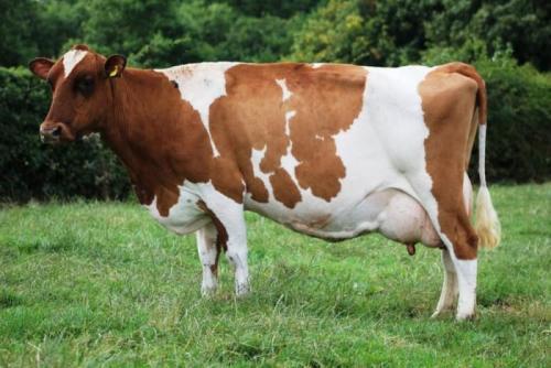 Kakamega To Spend Sh120m On Dairy Smart Farms
