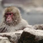Farmers In Mwea, Kirinyaga Decry Farm Invasion By Monkeys