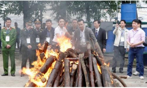 Vietnam Seizes 600 Kg Of Ivory Smuggled From Africa