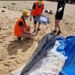 Two Beaches Closed, Ironman Event Abandoned After Bull Sharks Maul Dolphin