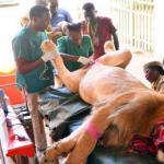 KWS: Why Vasectomy On Nairobi Lion Was Best Decision
