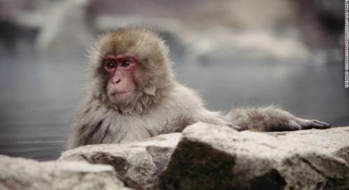 Farmers In Mwea, Kirinyaga Decry Farm Invasion By Monkeys