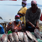 Saving Nyamami: Farm Revives Disappearing Fish In Lake Victoria