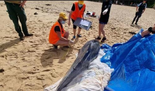 Two Beaches Closed, Ironman Event Abandoned After Bull Sharks Maul Dolphin